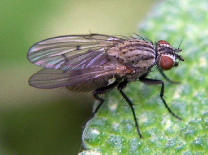 Anthomyia liturata F (Antomyiidae)